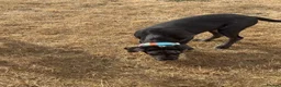 Cane Corso dogs for sale: Carma  - Advert 4