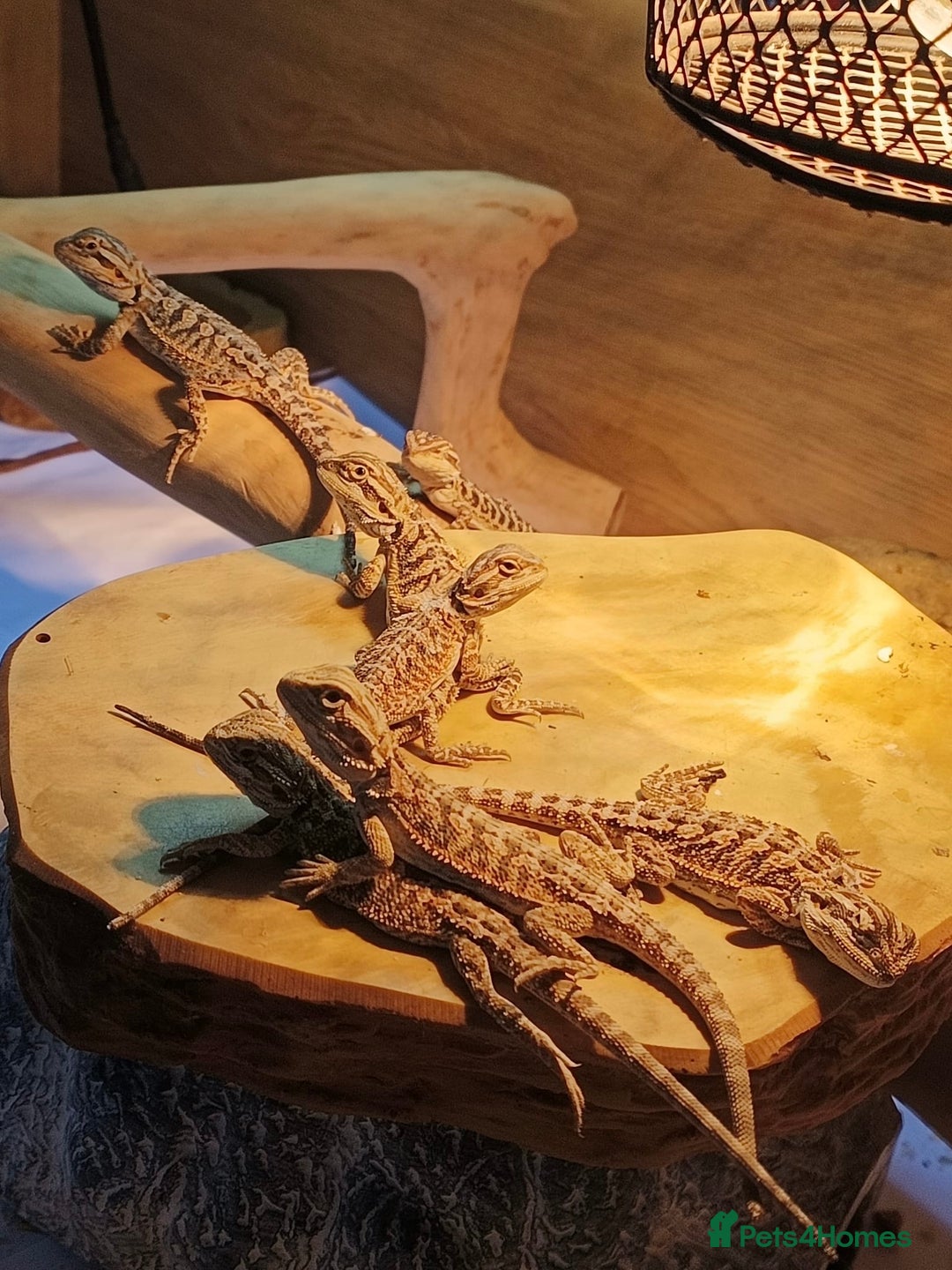 Bearded Dragon reptiles for sale: Baby bearded dragons £45 per baby  - Advert 1