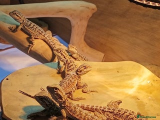 Bearded Dragon reptiles Baby bearded dragons £45 per baby - Advert 2