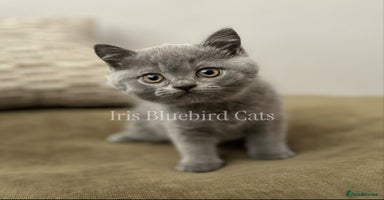 British Shorthair cats British Shorthair Blue male Kittens - Advert 12