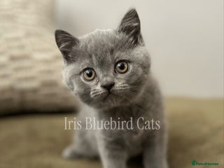 British Shorthair cats British Shorthair Blue male Kittens - Advert 6