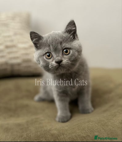 British Shorthair cats British Shorthair Blue male Kittens - Advert 7