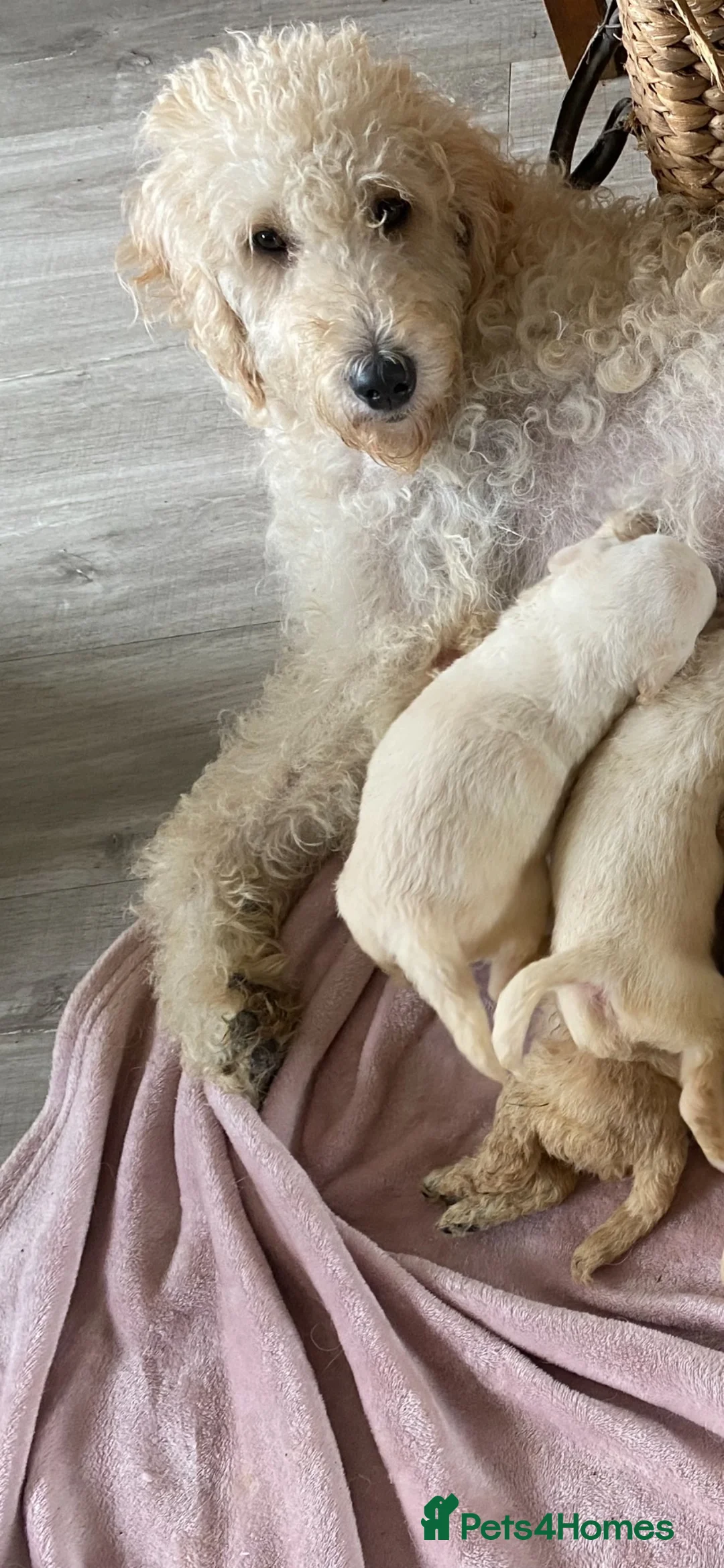 Labradoodle dogs for sale: Two gorgeous male labradoodles 💙💙 - Advert 2