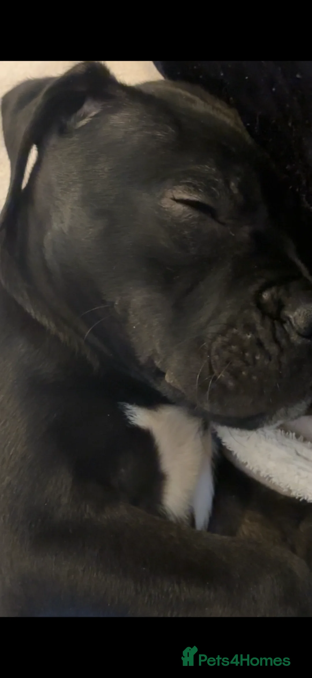 Cane Corso dogs for sale: Purebred Cane Corso puppy, Last one left🐾 - Advert 2