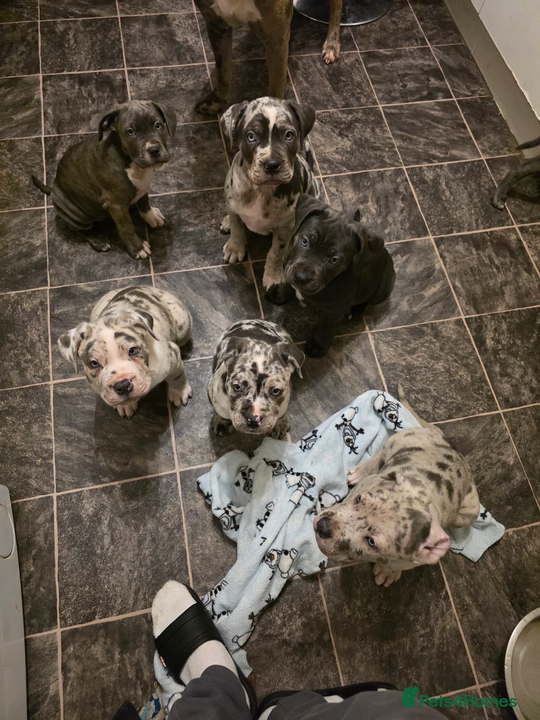 Cane Corso dogs for sale: Cane corso cross  - Advert 19