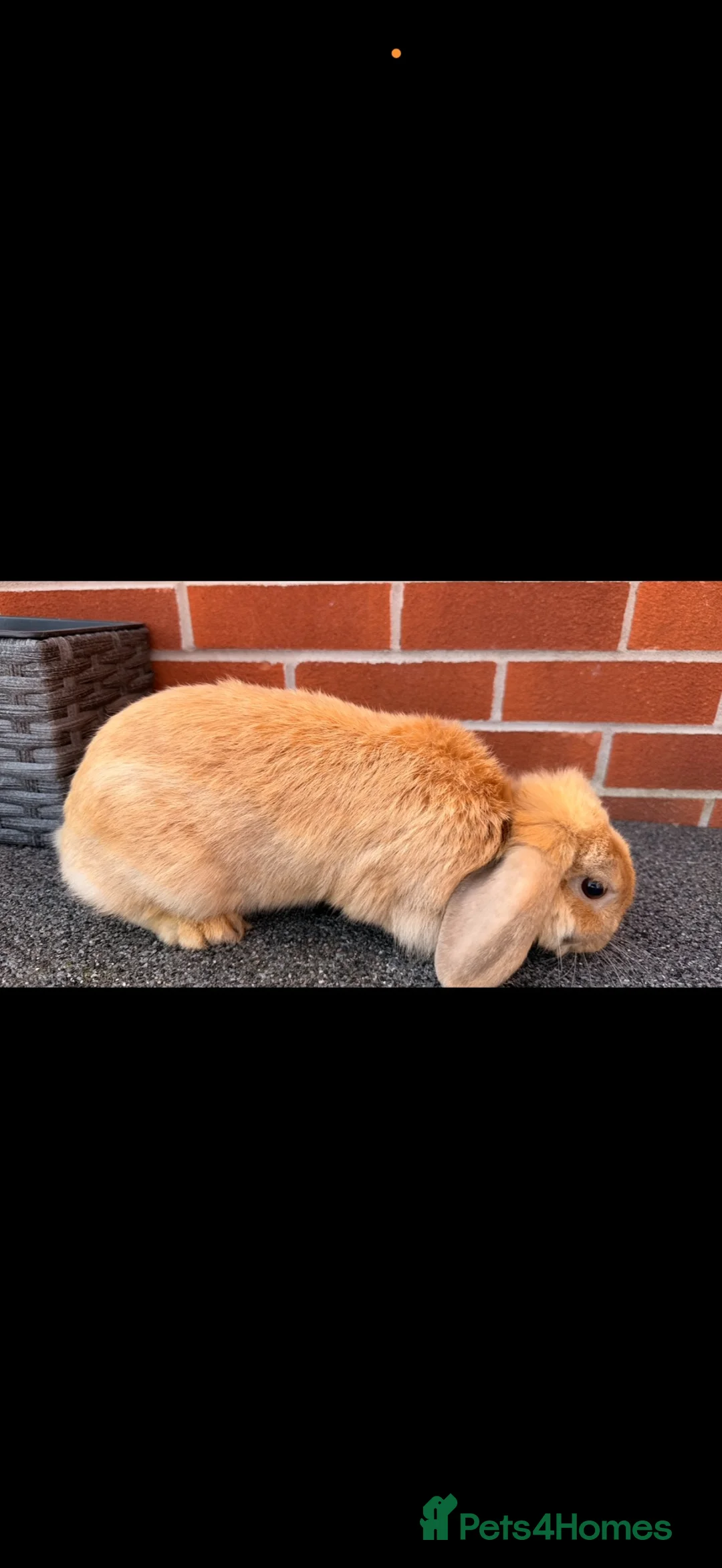 Mini Lop rabbits for sale: Female mini loop for sale 🥰 in Stafford - Advert 4