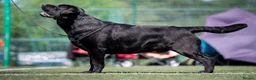 Labrador Retriever dogs for sale: 22 Month Old Labrador Male - Advert 2