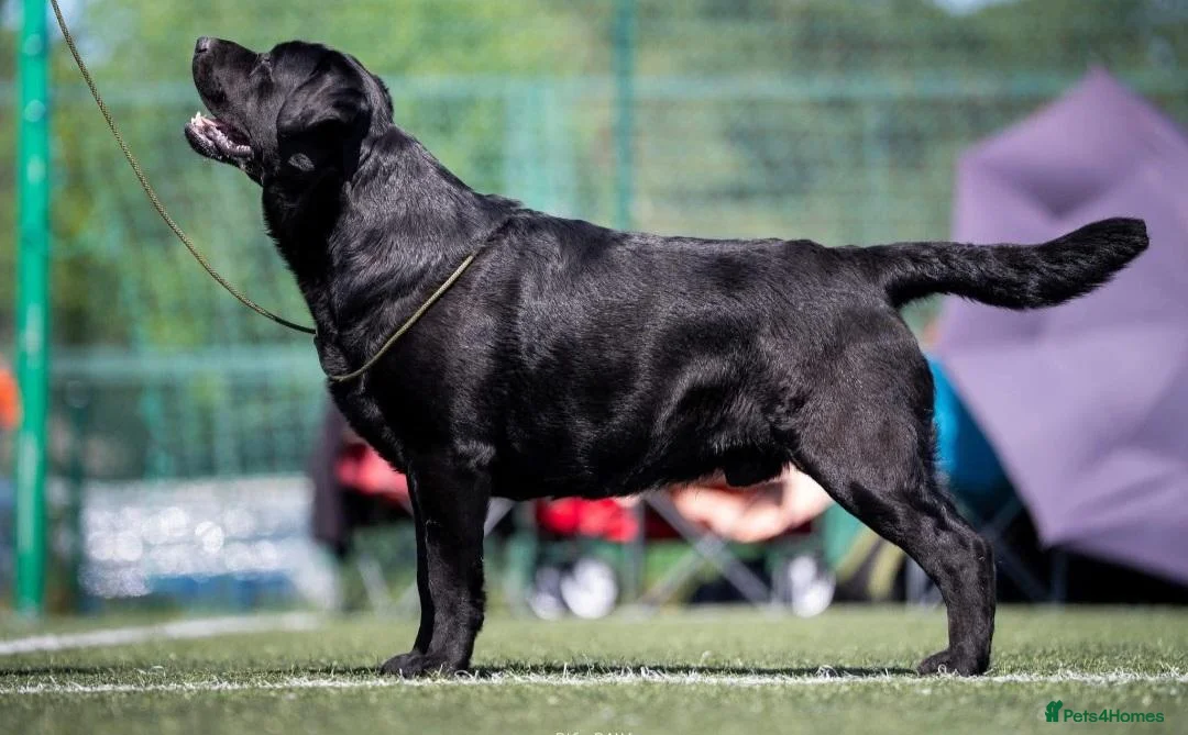 Labrador Retriever dogs for sale: 22 Month Old Labrador Male - Advert 2