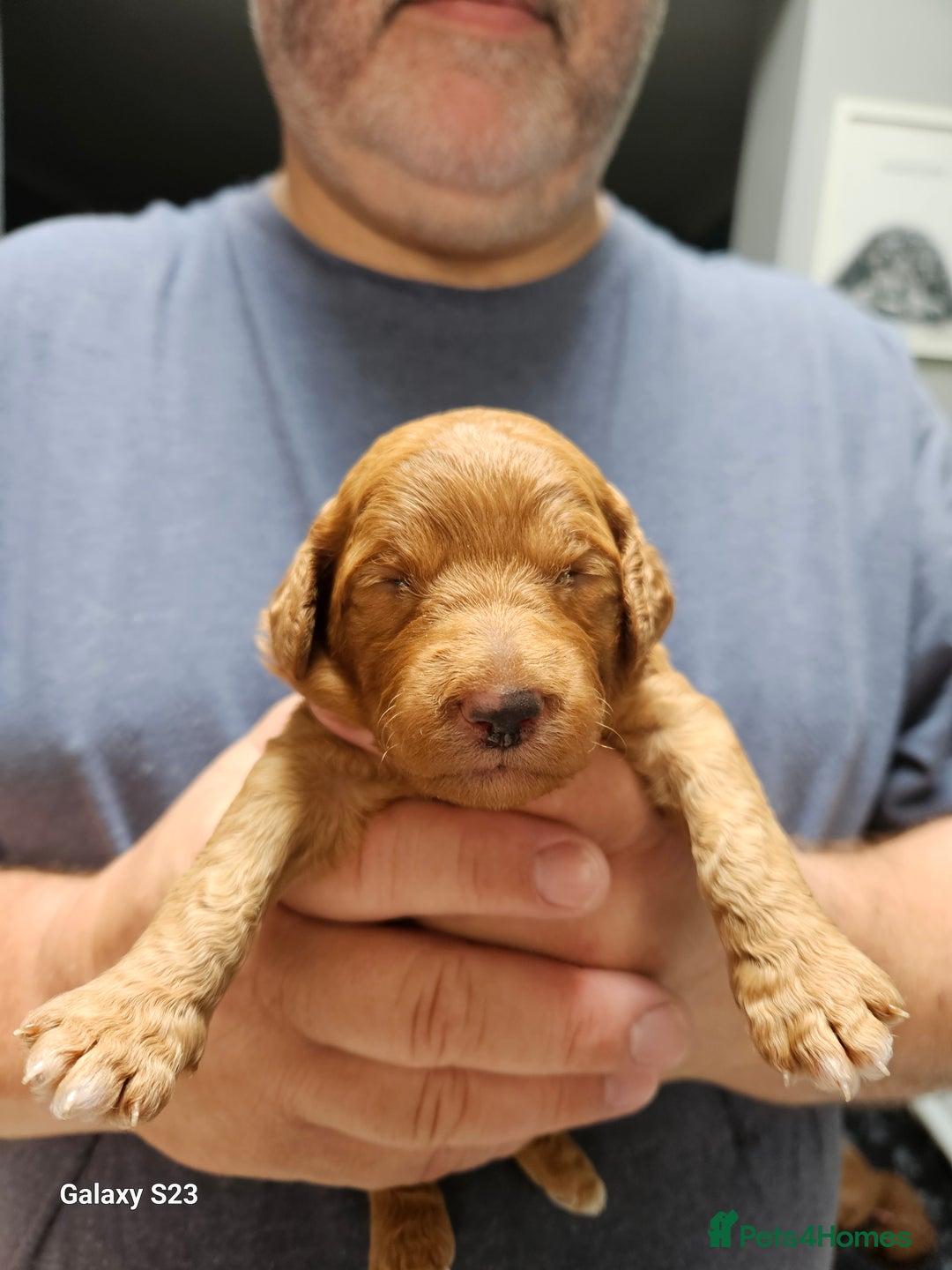 Mixed Breed dogs for sale: FULLY HEALTH TESTED FOX RED MINIATURE COCKAPOOS  - Image 15
