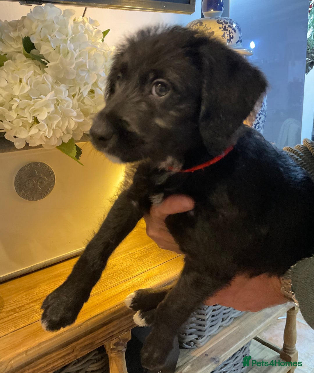 Mixed Breed dogs for sale: Whippet x Miniature Labradoodle.  - Advert 5