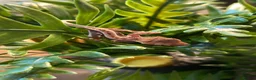 Frog reptiles for sale: Reptiles - Advert 3