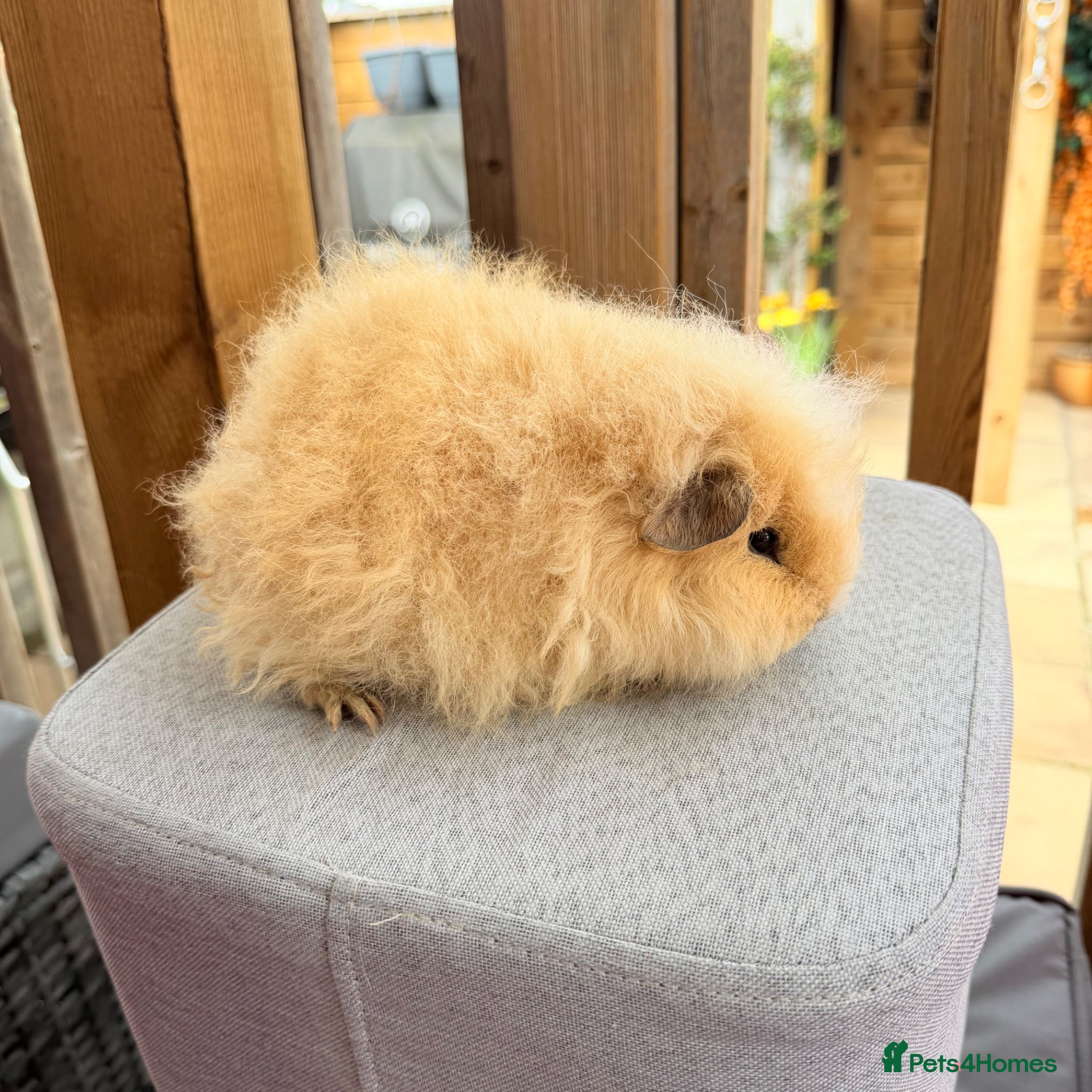 Guinea Pig rodents Swiss & Peruvians baby’s available  - Advert 2