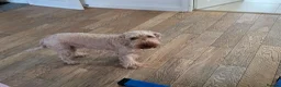 Cavapoo dogs for sale: Beautiful Mabel - Advert 1