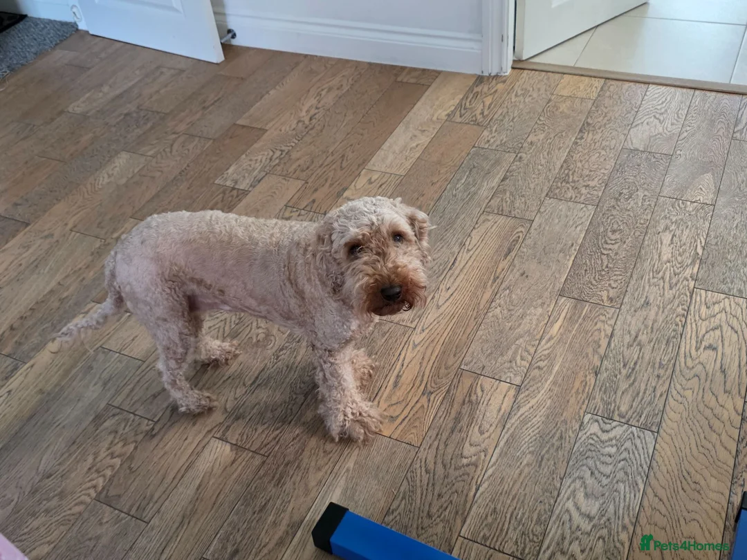 Cavapoo dogs for sale: Beautiful Mabel - Advert 1