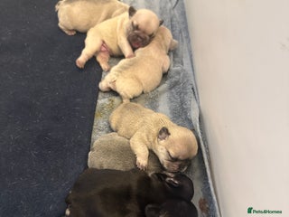 French Bulldog dogs - Advert 1