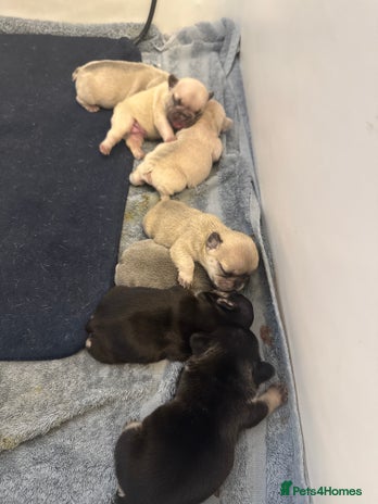 French Bulldog dogs - Advert 4