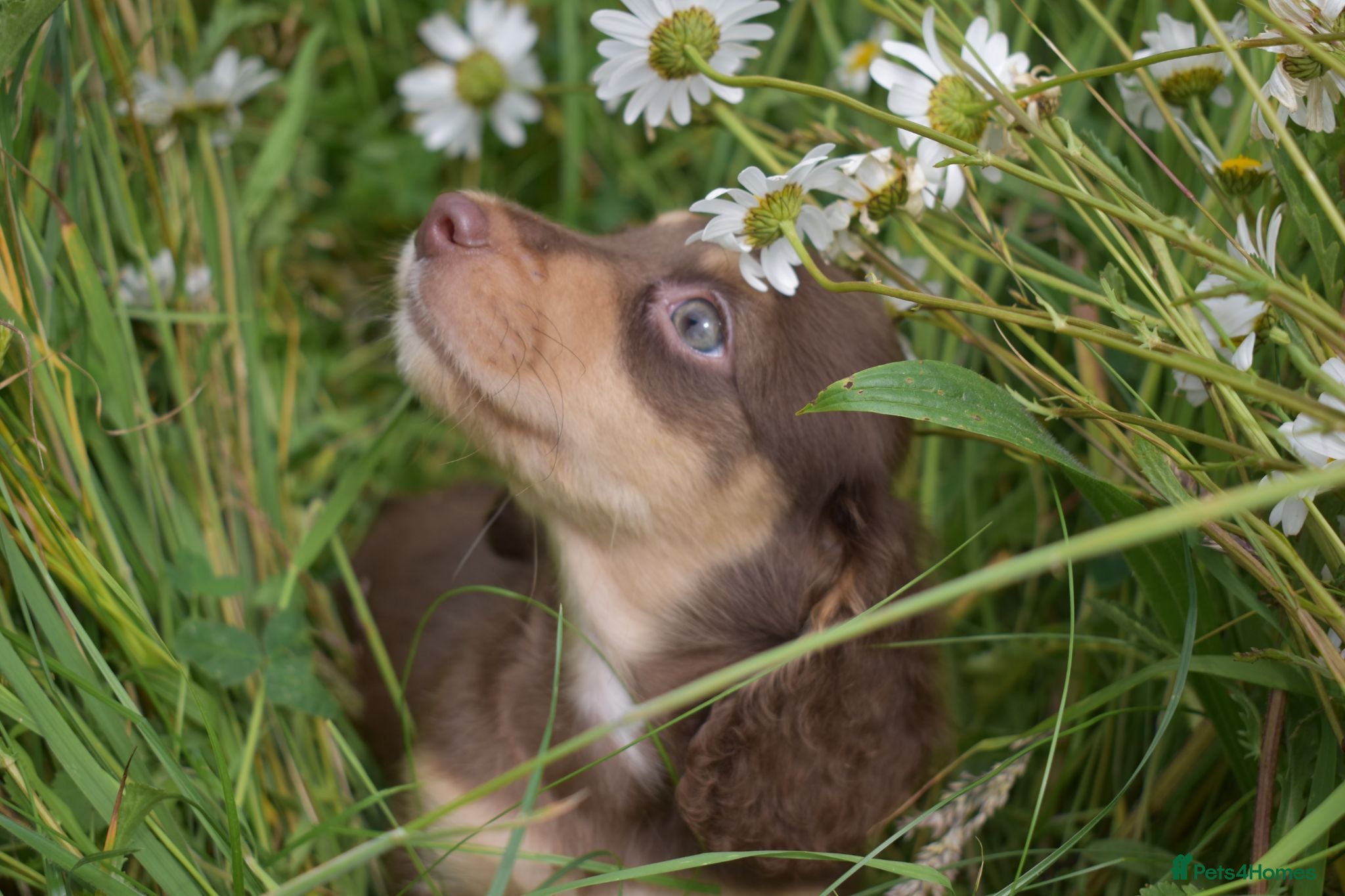 Miniature Dachshund dogs KC Long Coat Miniature Dachshund Puppies - Advert 1