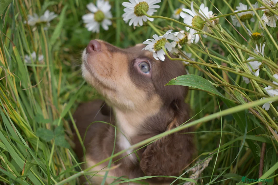 Miniature Dachshund dogs for sale: KC Long Coat Miniature Dachshund Puppies - Advert 1