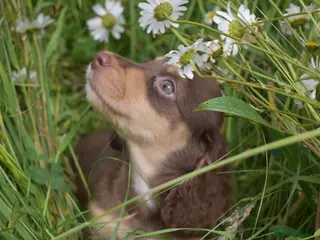Miniature Dachshund dogs KC Long Coat Miniature Dachshund Puppies - Advert 1