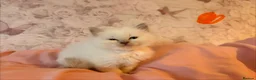 Ragdoll cats for sale: 🌟RAGDOLL KITTENS 🌟 - Advert 3