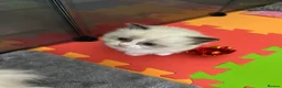 Ragdoll cats for sale: Beautiful Boy Ragdoll Kittens For Sale - Advert 10