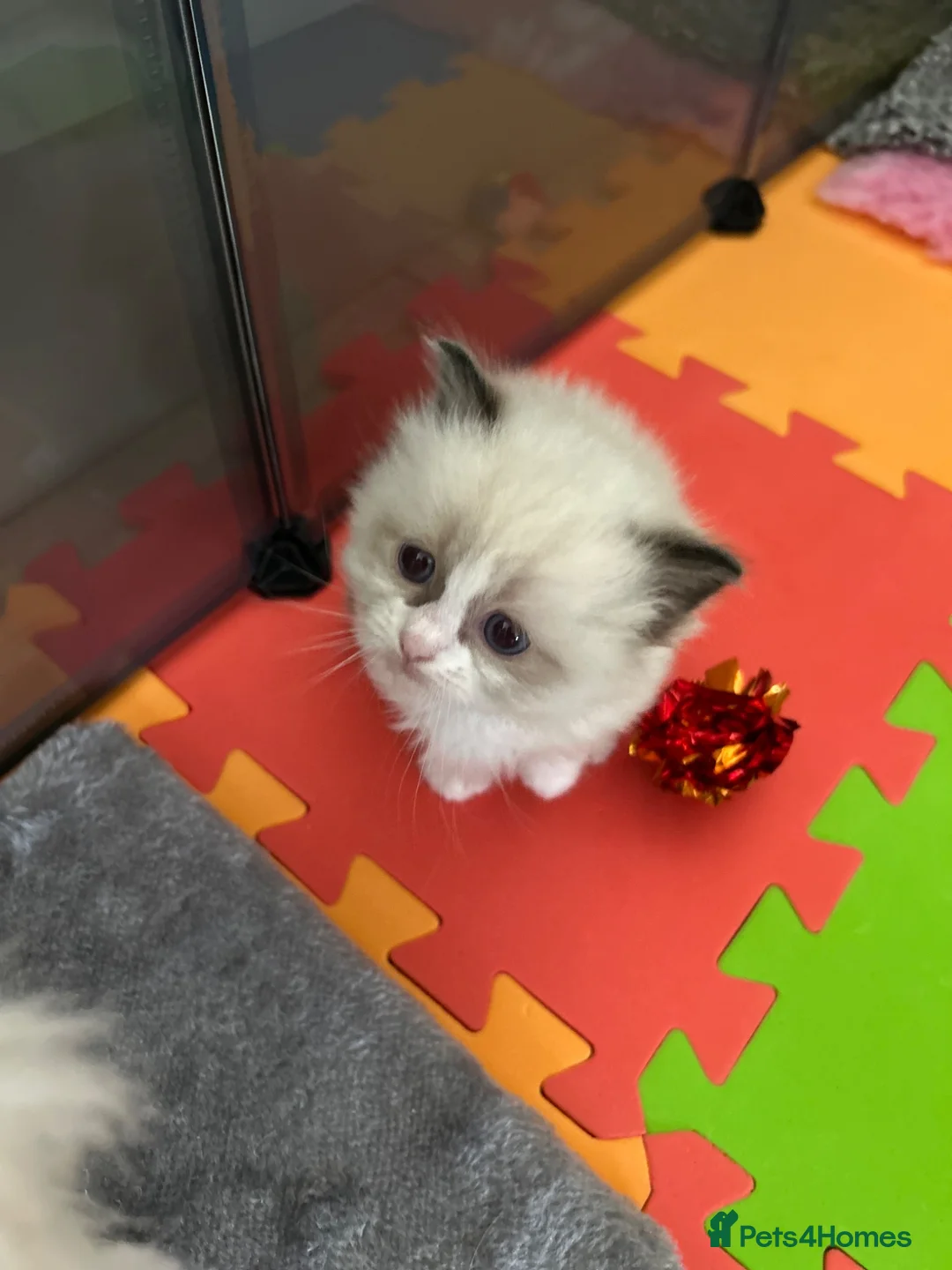 Ragdoll cats for sale: Beautiful Boy Ragdoll Kittens For Sale - Advert 10