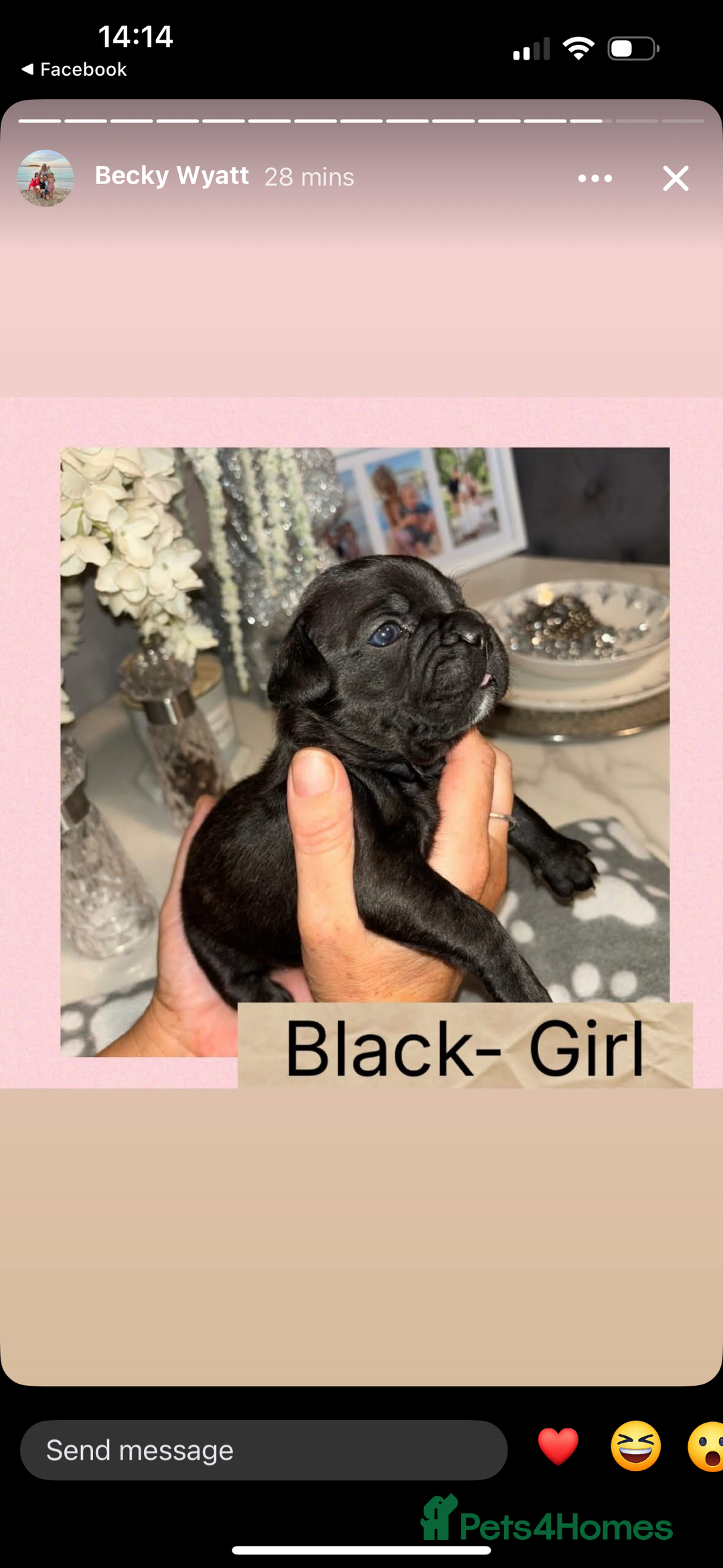 French Bulldog dogs for sale: KC French bulldog  - Image 13