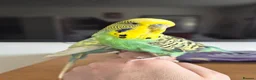 Budgerigars birds for sale: Pair of two budgies and cage - Advert 3
