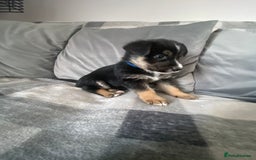 Mixed Breed dogs for sale: Ready for new loving homes now - Image 5