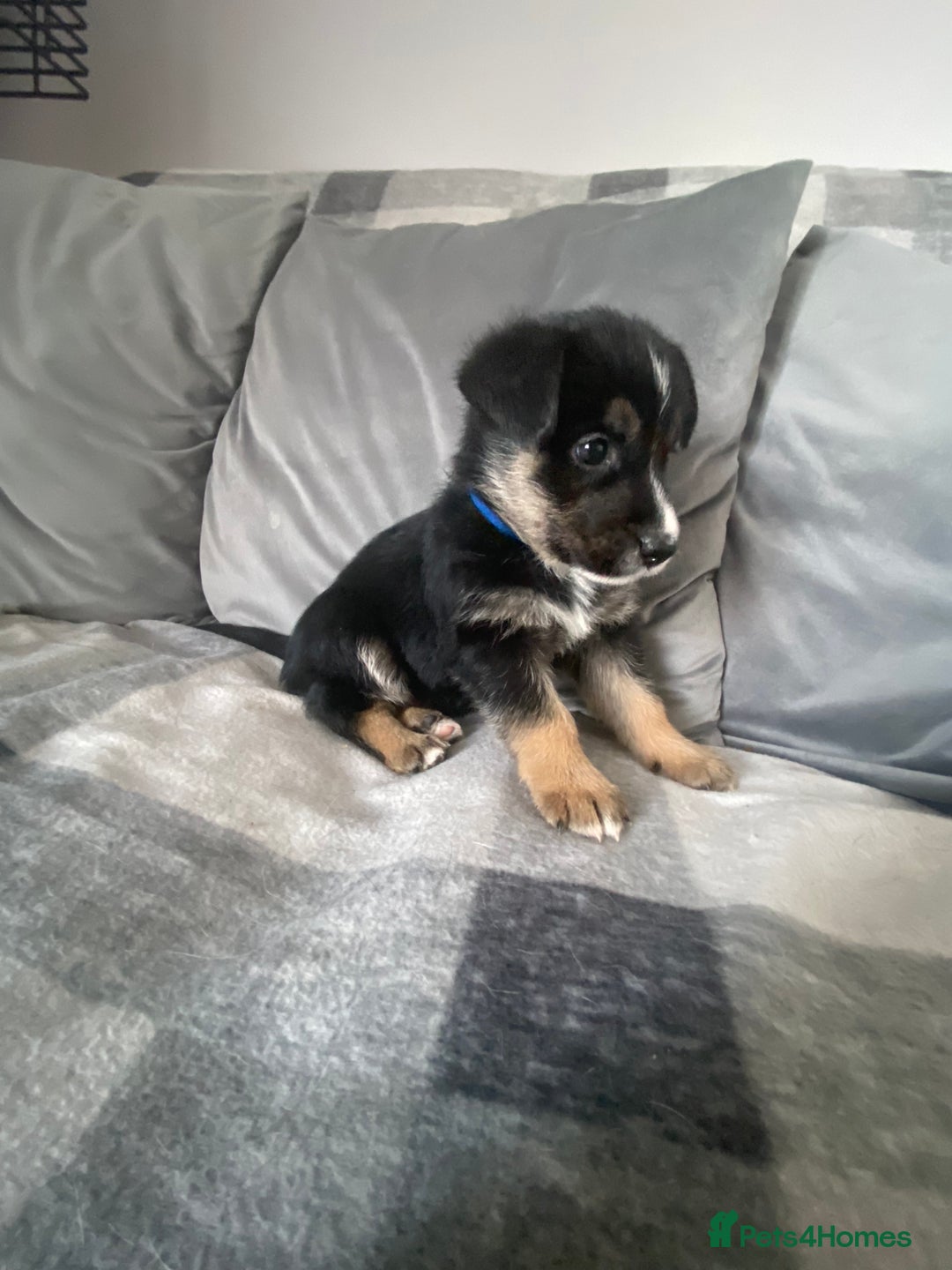 Mixed Breed dogs for sale: Ready for new loving homes now - Image 5