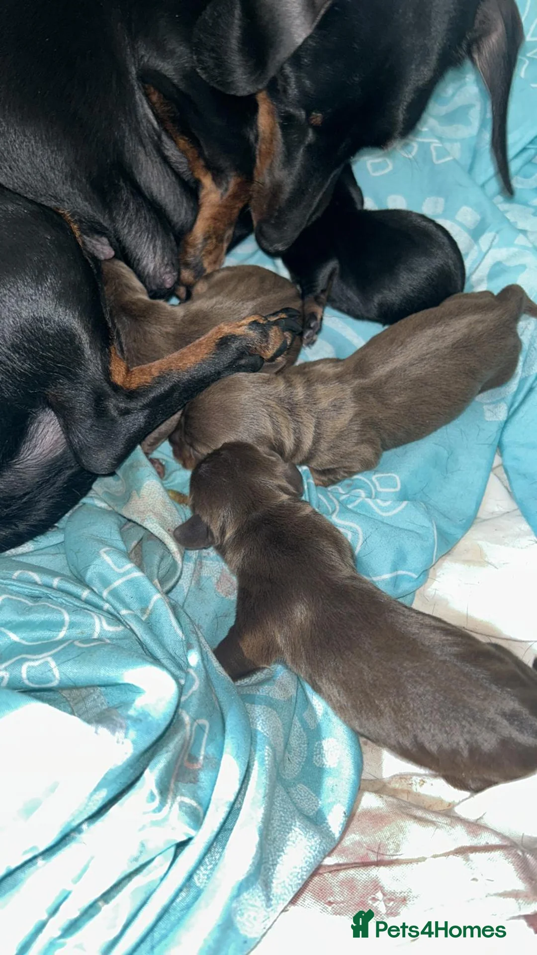 Miniature Dachshund dogs for stud: **RogueRoyales Hennessy** PRA Clear Isabella & Tan in Wolverhampton - Advert 10
