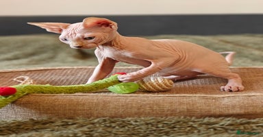 Sphynx cats TICA Registered Sphynx Kittens – Ready to move - Advert 9