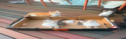 British Shorthair cats for sale: Beautiful British Shorthair Kittens – £300 for 2! - Advert 19