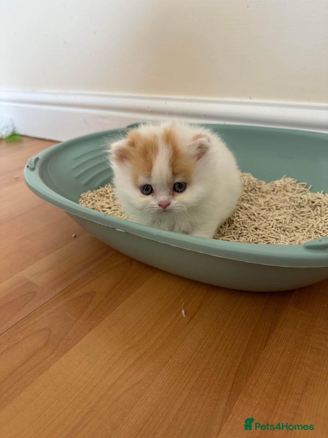 British Longhair cats for sale: Red and white British Long Hair Male  - Image 8