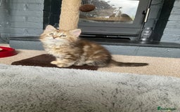 Siberian cats for sale: GCCF registered Pedigree Siberian Kitten - Image 5