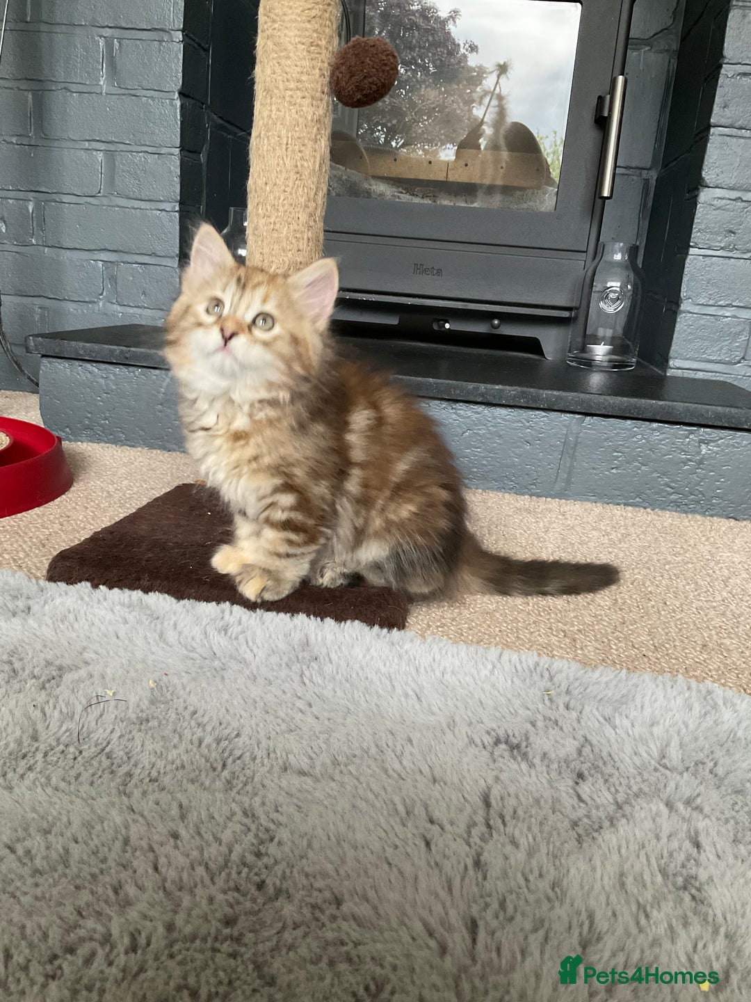 Siberian cats for sale: GCCF registered Pedigree Siberian Kitten - Image 5