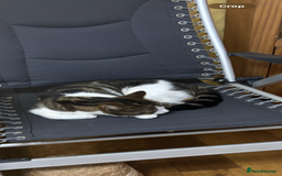 Mixed Breed cats for sale: Beautiful 2 year old female cat - Image 2