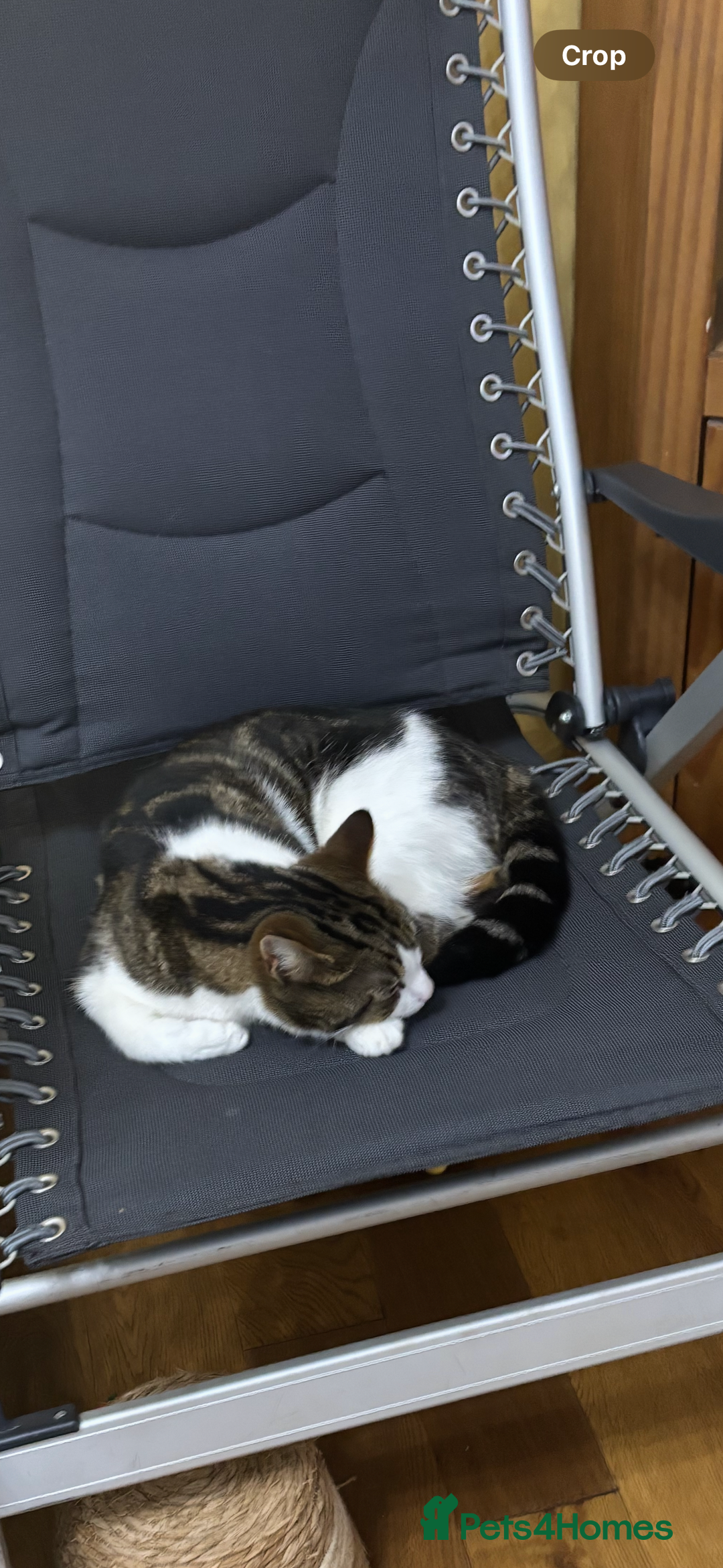 Mixed Breed cats for sale: Beautiful 2 year old female cat - Image 2