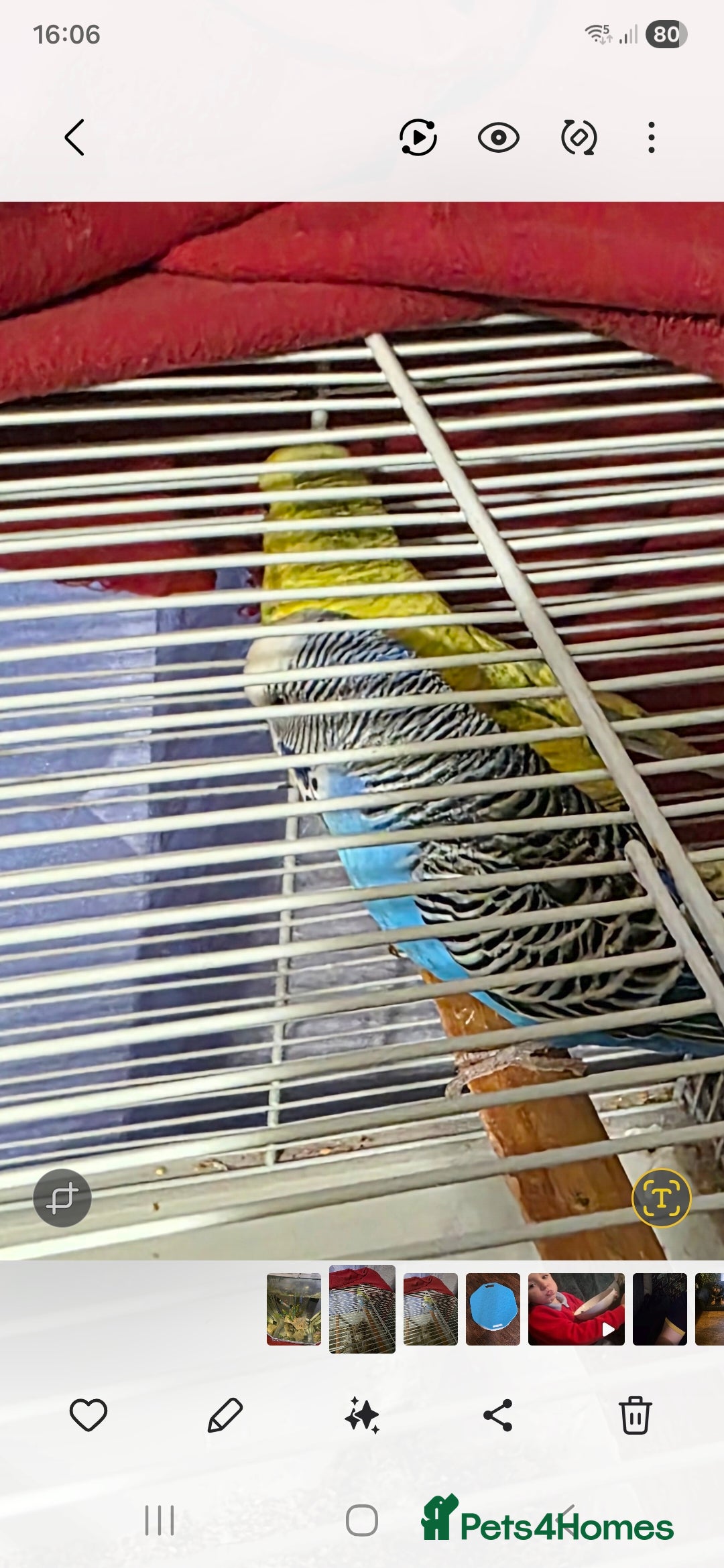 Budgerigars birds 2 budgies  - Advert 7