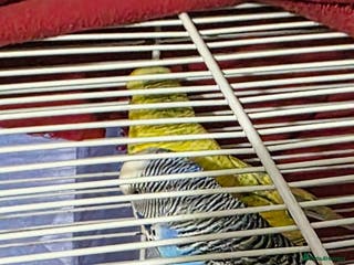 Budgerigars birds 2 budgies - Advert 2