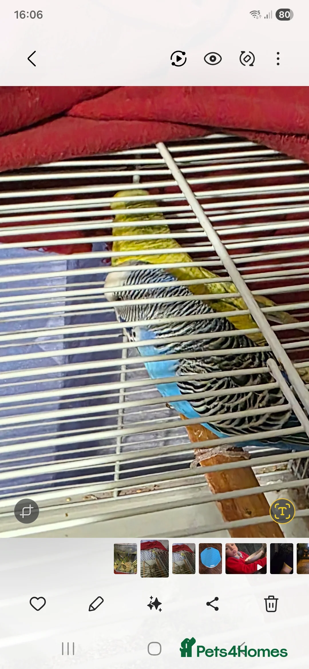 Budgerigars birds for sale: 2 budgies  - Advert 1