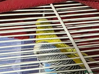 Budgerigars birds 2 budgies - Advert 12