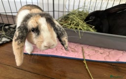 Mixed Breed rabbits for sale: 2 bonded female rabbits - Image 3