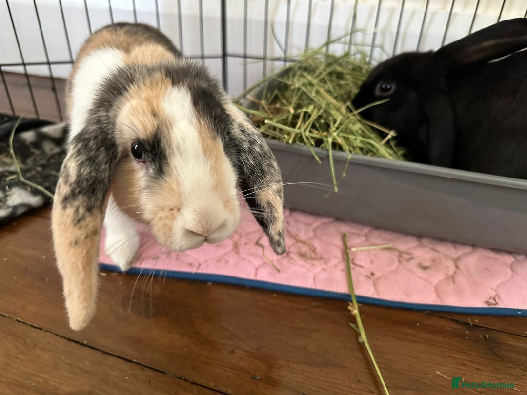 Mixed Breed rabbits for sale: 2 bonded female rabbits - Image 3