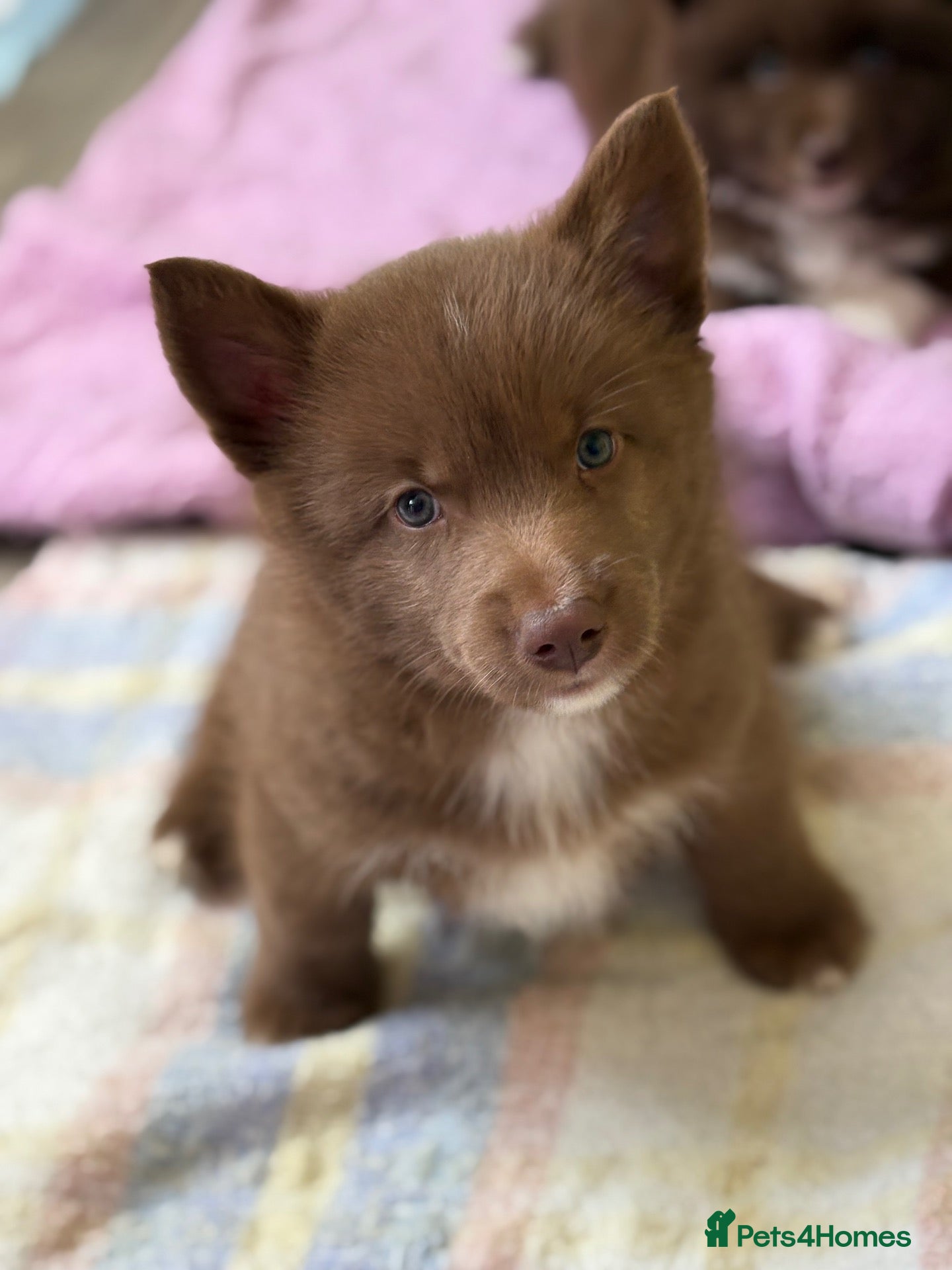 Pomsky dogs 🐾Last Pomsky Boy Remaining 🐾 - Advert 1
