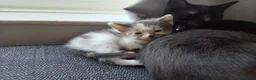 Mixed Breed cats for sale: 4 male calicos - Advert 9
