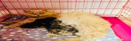 British Longhair cats for sale: Lovely British longhair kittens  - Advert 1