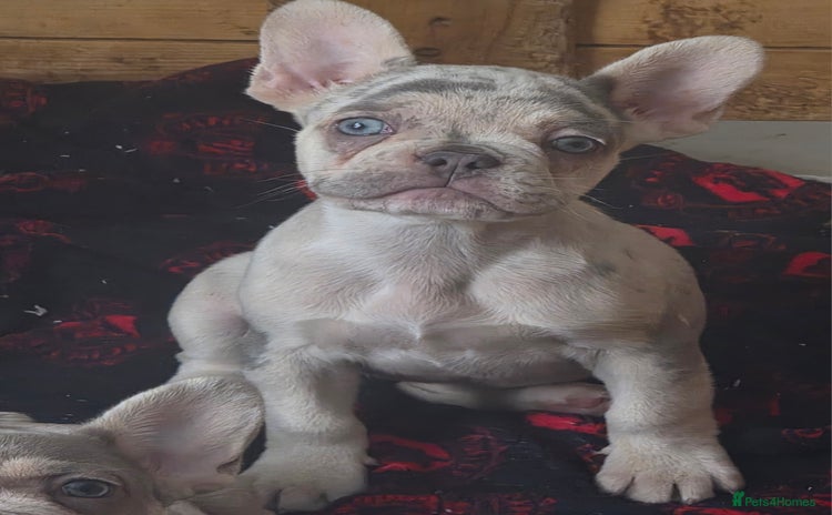 French Bulldog dogs - Advert 2
