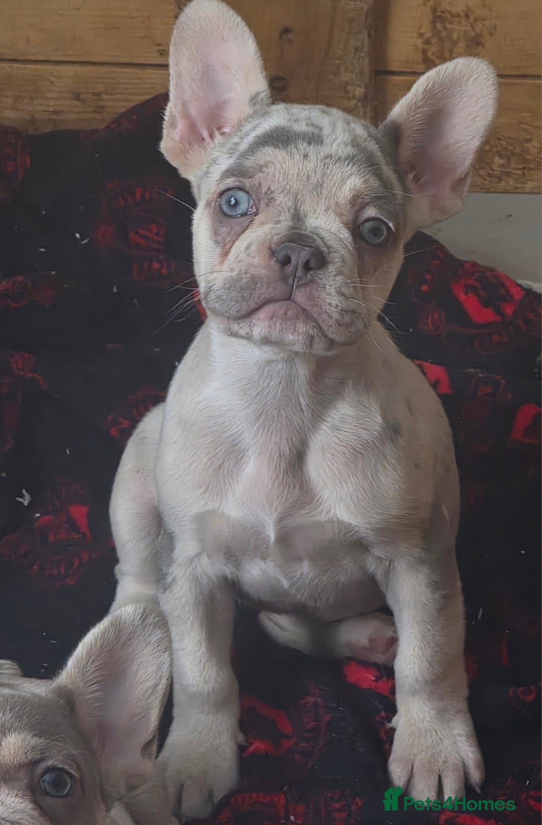 French Bulldog dogs for sale: 🐾 Stunning Pups Only 2 left  🐾 - Image 1