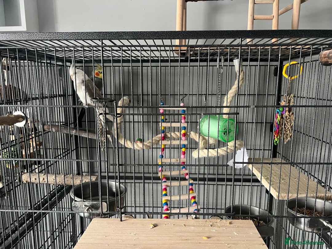 Cockatiels birds for sale: Two cockatiels and cage+toys (price negotiable) - Advert 2